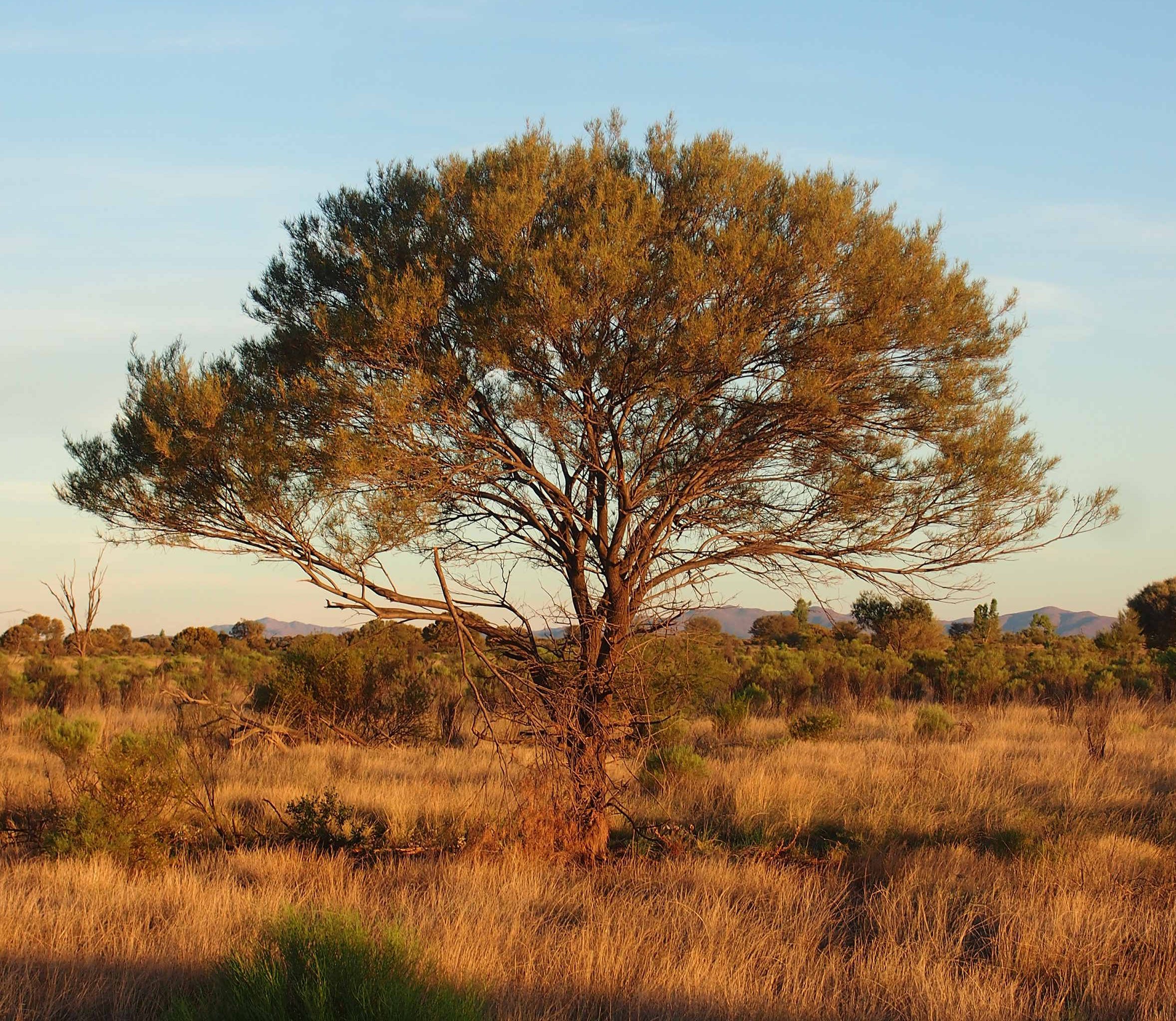 Eastern Australia Mulga Shrublands | One Earth